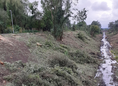 Tree clearance in nesting season